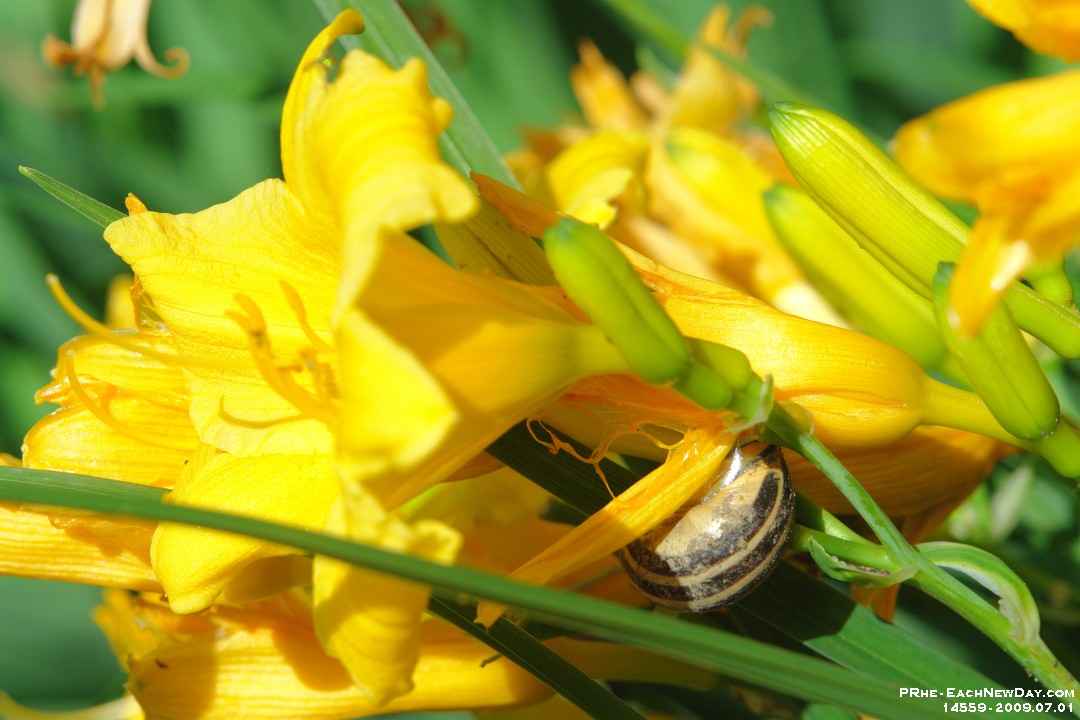 14559sh - Flowers and a snail in the back yard